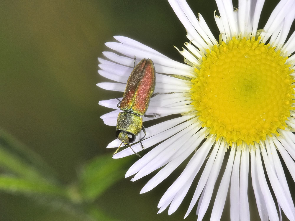 Buprestide da id. - Anthaxia cichorii